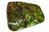 Iridescent Ammolite (Fossil Ammonite Shell) - Alberta, Canada #147470-1